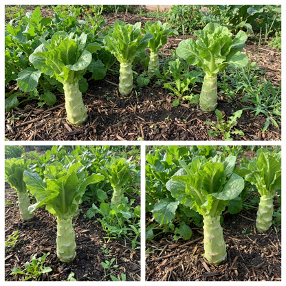 Celtuce Seeds for Planting | Grow Your Own Vegetable