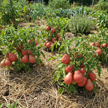 Red Grushovka Tomato Seeds for Planting