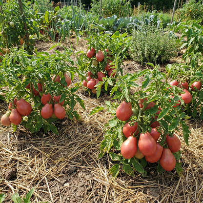Red Grushovka Tomato Seeds for Planting