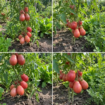 Red Grushovka Tomato Seeds for Planting