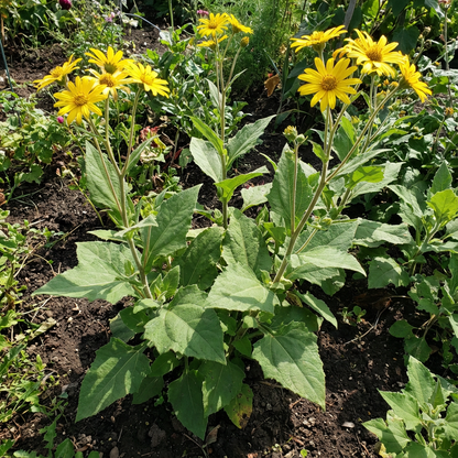 Yacon Planting Seeds - Grow Fresh Fruit at Home