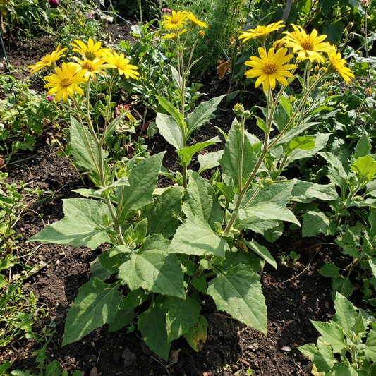 Yacon Planting Seeds - Grow Fresh Fruit at Home