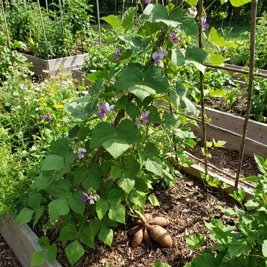 Pachyrhizus Vegetable Seeds for Planting