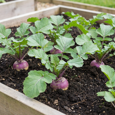 Swede Vegetable Seeds for Easy Planting