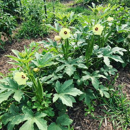 Planting Guide for Abelmoschus Vegetable Seeds