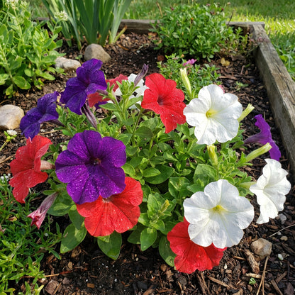 Mixed Petunia Mirage Seeds for Vibrant Spring Planting