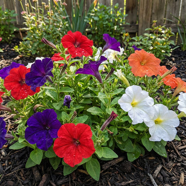 Mixed Petunia Mirage Seeds for Vibrant Spring Planting