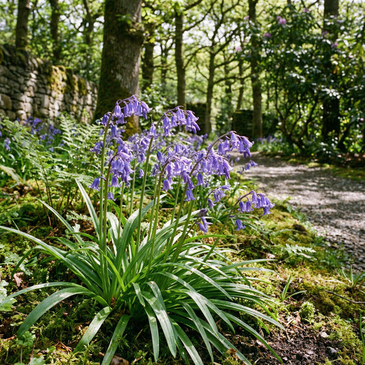 Bluebell Flower Seeds Collection for Planting