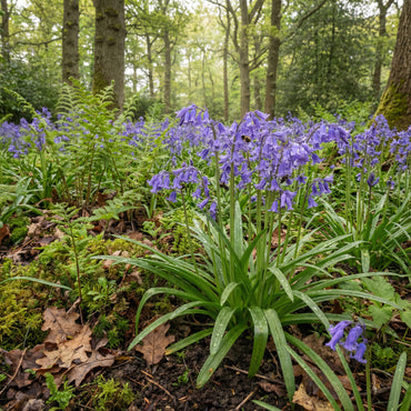 Bluebell Flower Seeds Collection for Planting