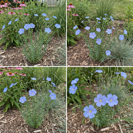 Linum Lewisii Blue Flower Seeds for Planting Collection