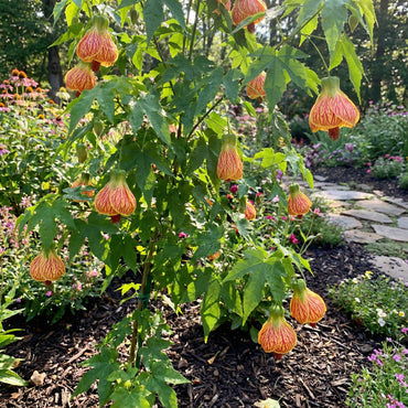 Yellow Red Abutilon Striatum Flower Seeds for Garden Planting