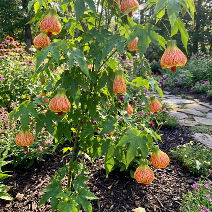 Yellow Red Abutilon Striatum Flower Seeds for Garden Planting
