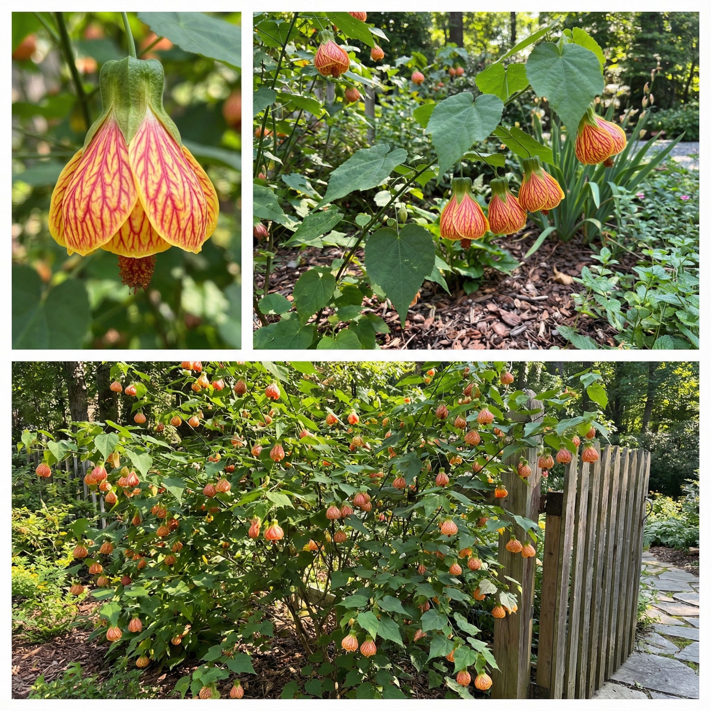Yellow Red Abutilon Striatum Flower Seeds for Garden Planting