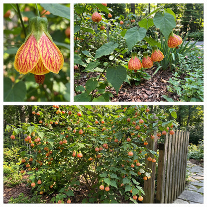 Yellow Red Abutilon Striatum Flower Seeds for Garden Planting