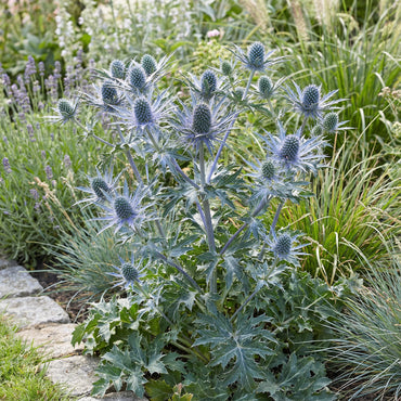 Eryngium Blue Holly Seeds  Premium Flower Planting Collection