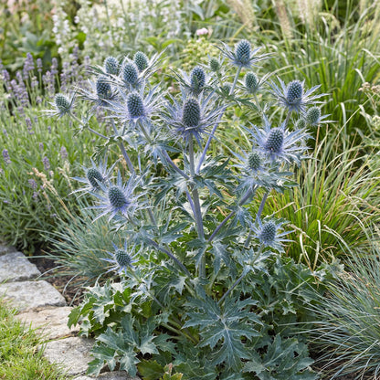 Eryngium Blue Holly Seeds  Premium Flower Planting Collection