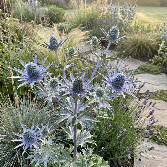 Eryngium Blue Holly Seeds  Premium Flower Planting Collection
