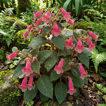 Pink Kohleria Seeds for Planting - Vibrant Flower Collection