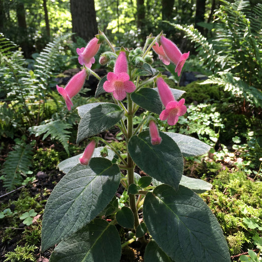 Pink Kohleria Seeds for Planting - Vibrant Flower Collection