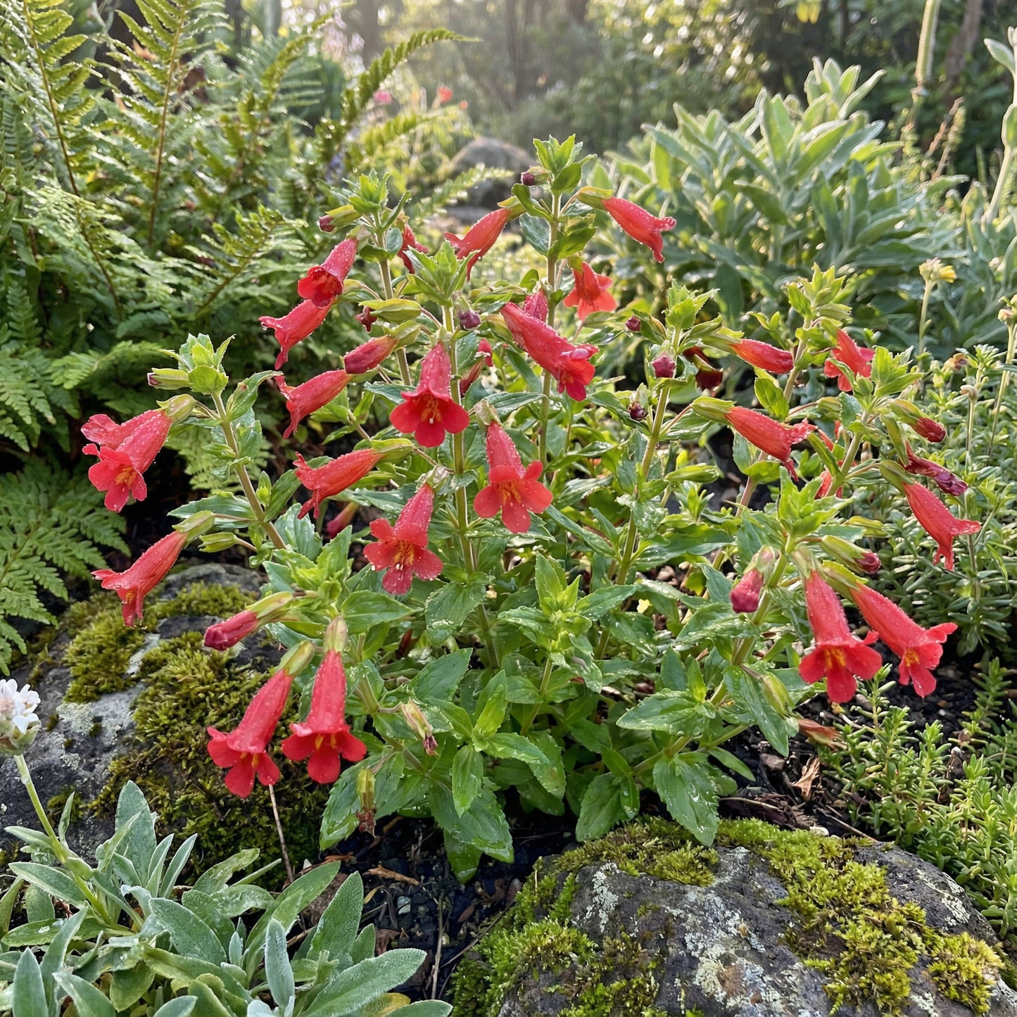Red Monkey Flower Planting Seeds