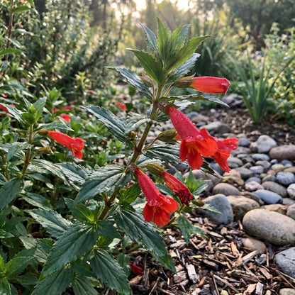Red Monkey Flower Planting Seeds