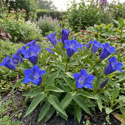 Blue Gentiana Triflora Seeds for Vibrant Planting