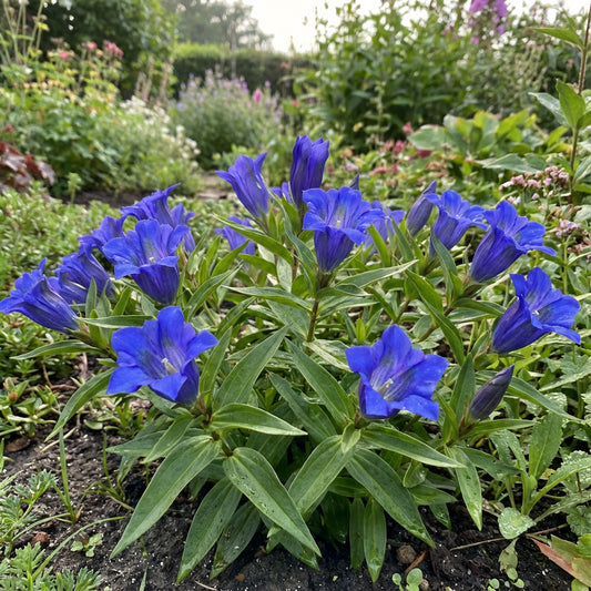 Blue Gentiana Triflora Seeds for Vibrant Planting