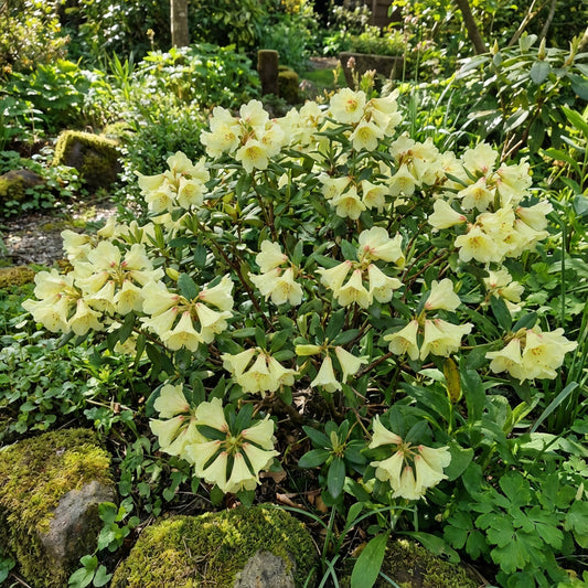 Yellow Rhododendron Campylocarpum Flower Seeds for Planting - Enhance Your Garden with Stunning Blooms