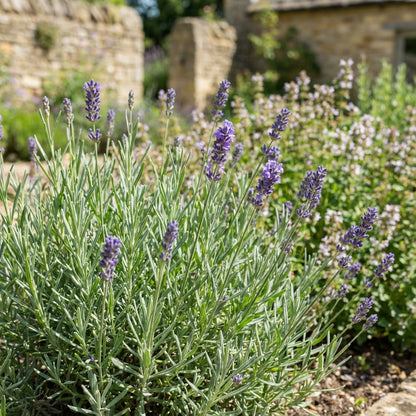 Angustifolia Flower Seeds for Planting  Brighten Your Garden