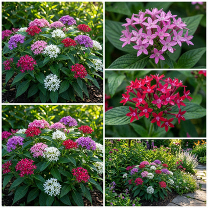Mixed Star Pentas Flower Seed Collection for Planting