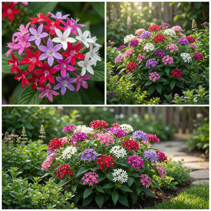 Mixed Star Pentas Flower Seed Collection for Planting