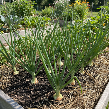 Vidalia Onion Seeds for Planting - Non-GMO Heirloom Spring Onion Seeds - Fast Growing for Backyard, Country, and Balcony Gardens