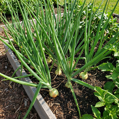 Vidalia Onion Seeds for Planting - Non-GMO Heirloom Spring Onion Seeds - Fast Growing for Backyard, Country, and Balcony Gardens