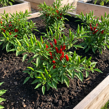 Thai Hot Pepper Seeds for Spicy Dishes | Perfect for Planting