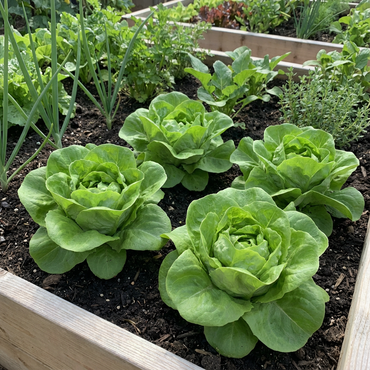 Butterhead Lettuce Seeds for Crisp Greens Planting