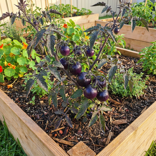 Purple Tomato Seeds for Planting