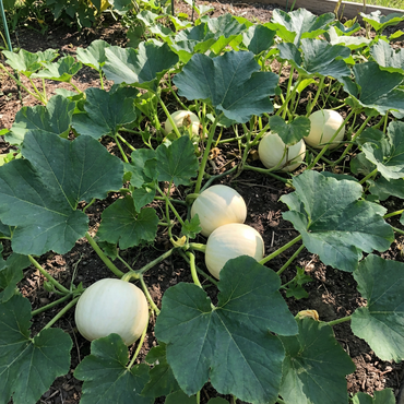 Valencia White Pumpkin Planting Seeds for Unique Gourds