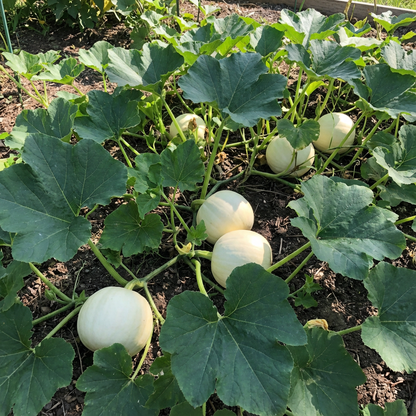 Valencia White Pumpkin Planting Seeds for Unique Gourds