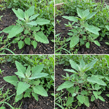 Nutritious Bathua Seeds for Planting Greens