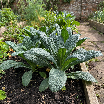 Tomorrows Leaf Planting Vegetable Seeds