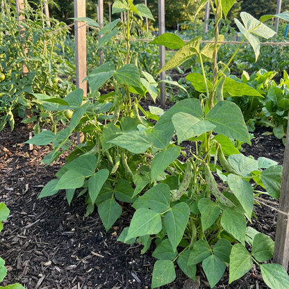 Planting Dominican Red Speckled Kidney Beans Seeds