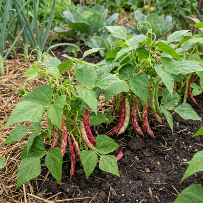 Planting Dominican Red Speckled Kidney Beans Seeds