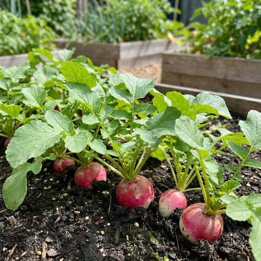 Watermelon Radish Vegetable Seeds for Planting