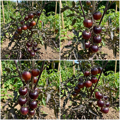 Maroon Tomato Planting Seeds for Home Gardens