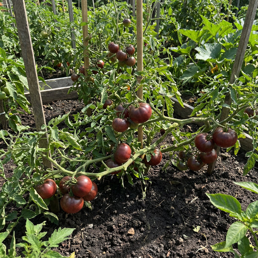 Maroon Tomato Planting Seeds for Home Gardens