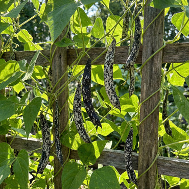 Black & White Troot Bean Vegetable Planting Seeds