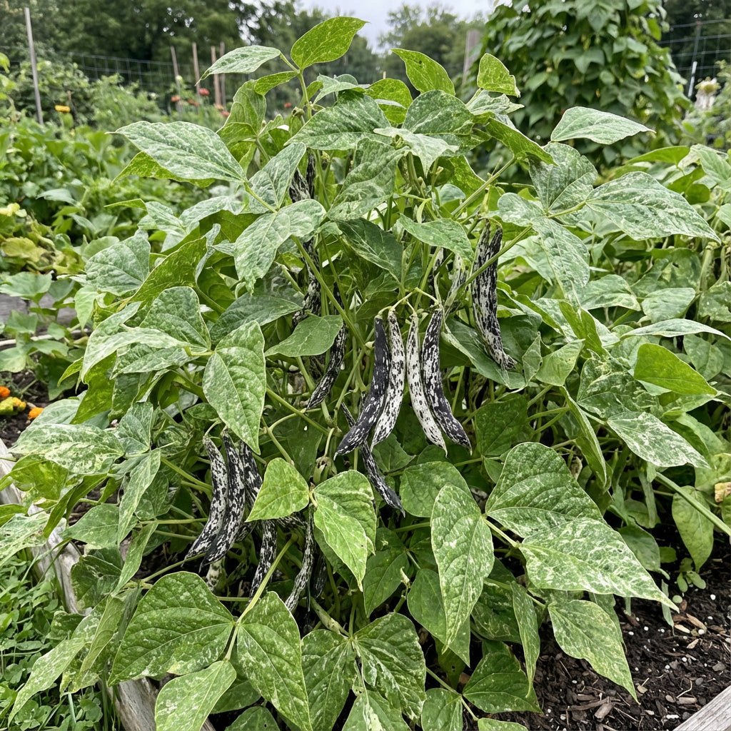 Black & White Troot Bean Vegetable Planting Seeds