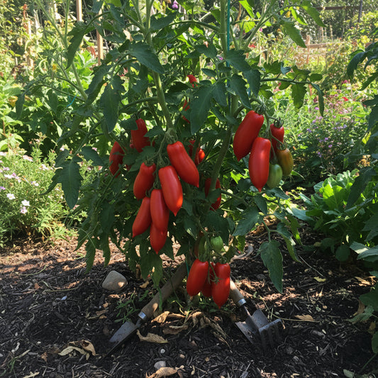 Linguisa Tomato Seeds for Planting - Heirloom Vegetable Variety