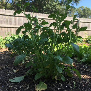 Green Tsoi Sim Vegetable Seeds for Easy Planting