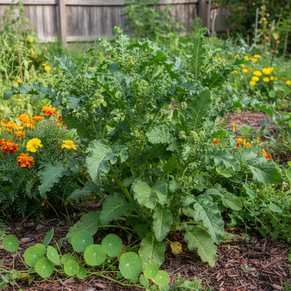Green Callaloo Vegetable Planting Seeds